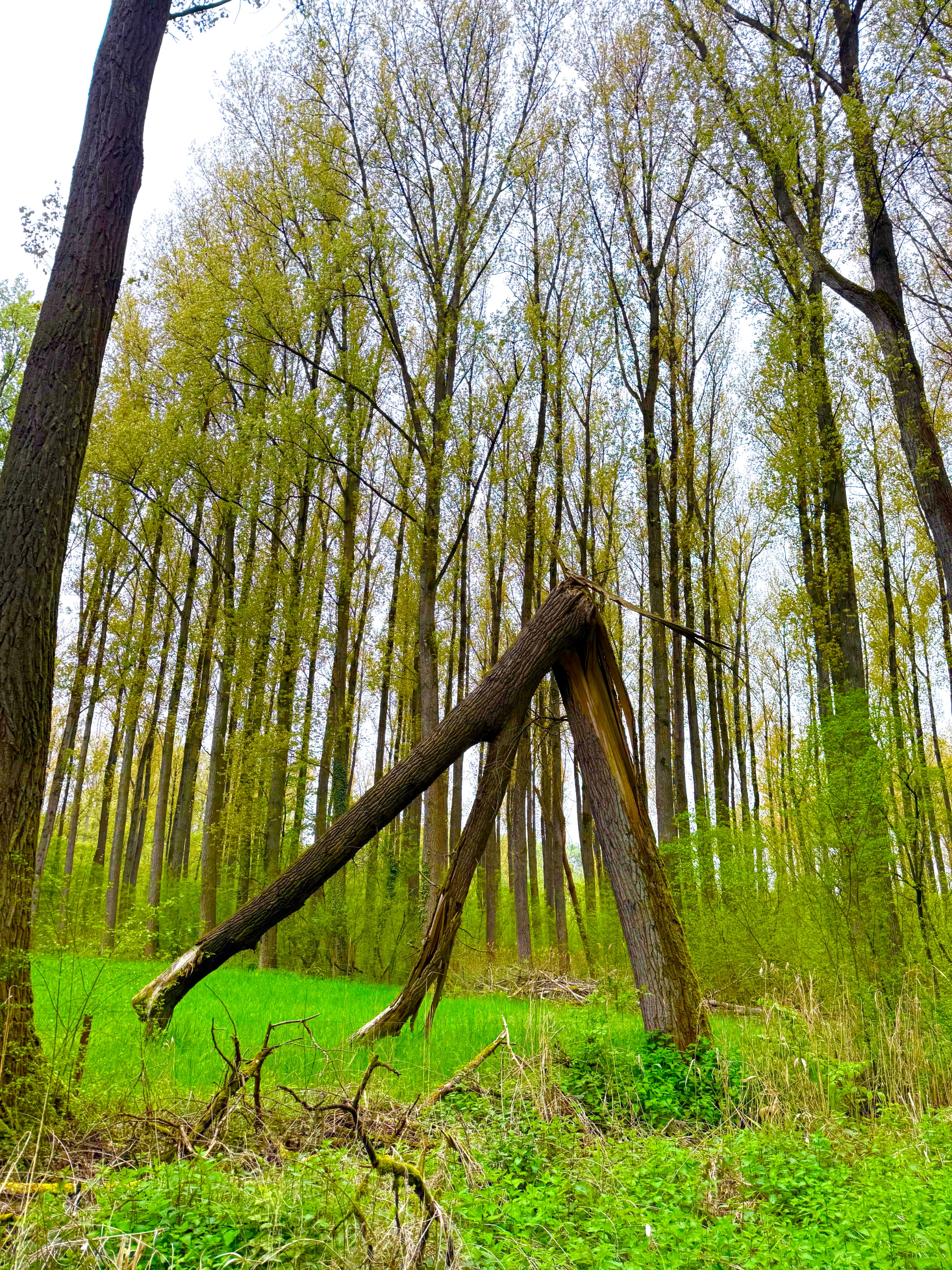 Trauerspaziergang